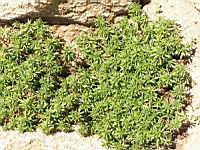 Corbeille d'argent - Iberis sempervirens 'Schneeflocke' (en Corse) (01) (Photo F. Mrugala)